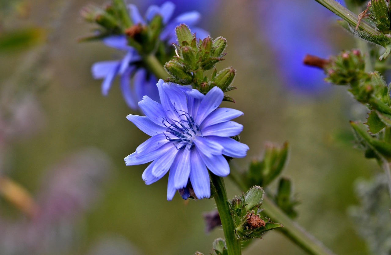 Delicate blue chicory flower symbolizing openness and unconditional love in flower remedies for emotional healing. Image by YvonneHuijbens via Pixabay.
