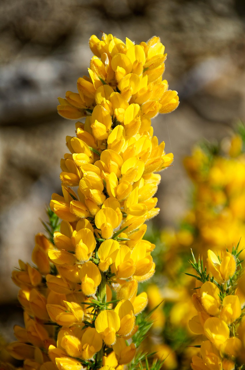 Bright yellow gorse flowers symbolizing hope and renewal in flower remedies for emotional healing. Image by Makalu via Pixabay.
