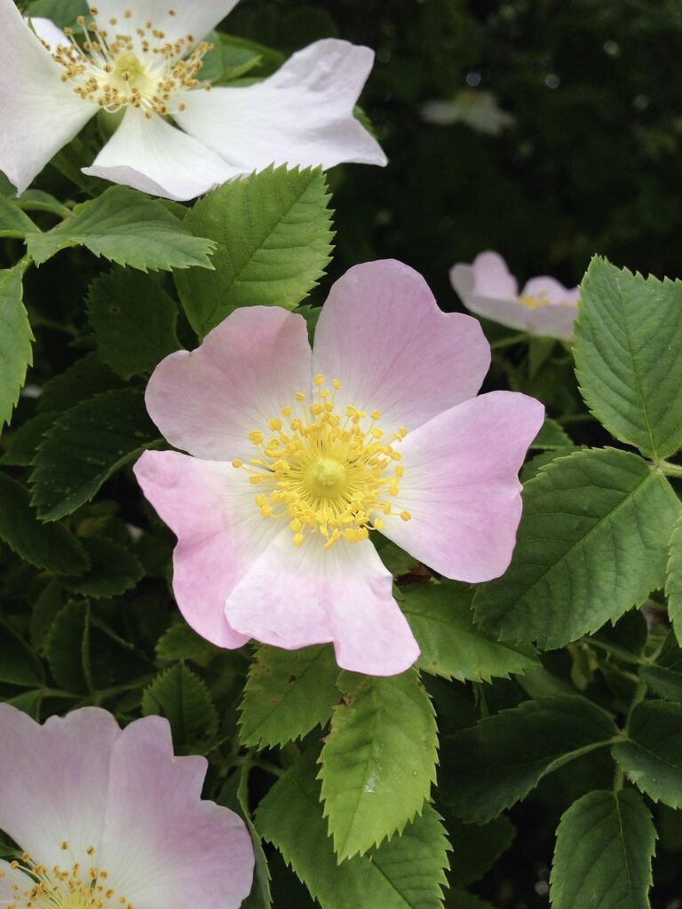 Delicate wild rose blossoms, illustrating the gentle support of flower remedies