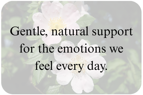 Wild rose flower image with quote about gentle natural flower remedies for everyday emotional support.