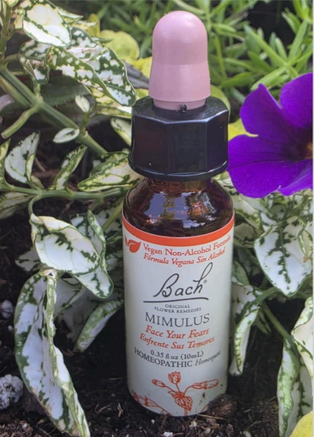 Mimulus flower remedy, offering gentle emotional support for overcoming specific fears and building courage.