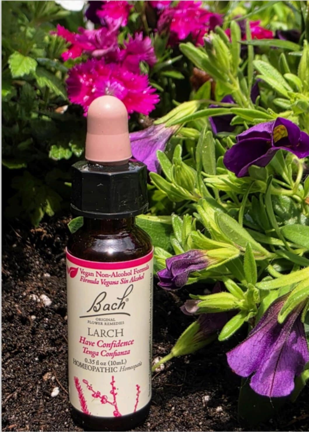 Larch flower remedy, supporting self-confidence and encouraging belief in one’s abilities.