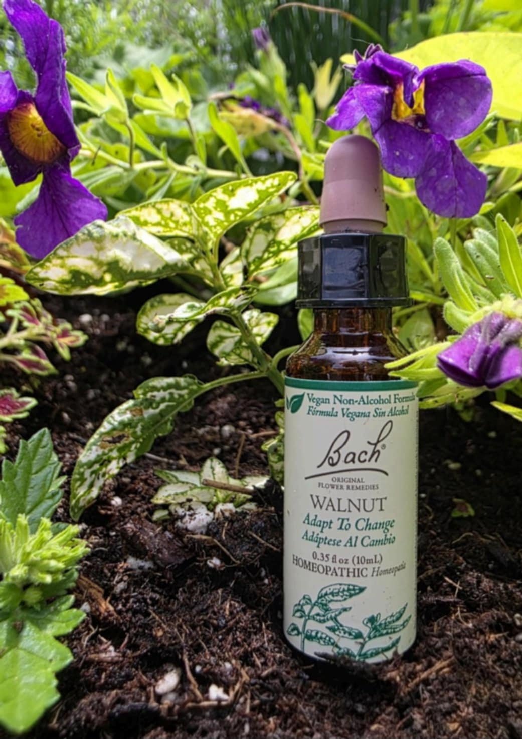 Walnut flower remedy, providing emotional stability and protection during times of change or transition.