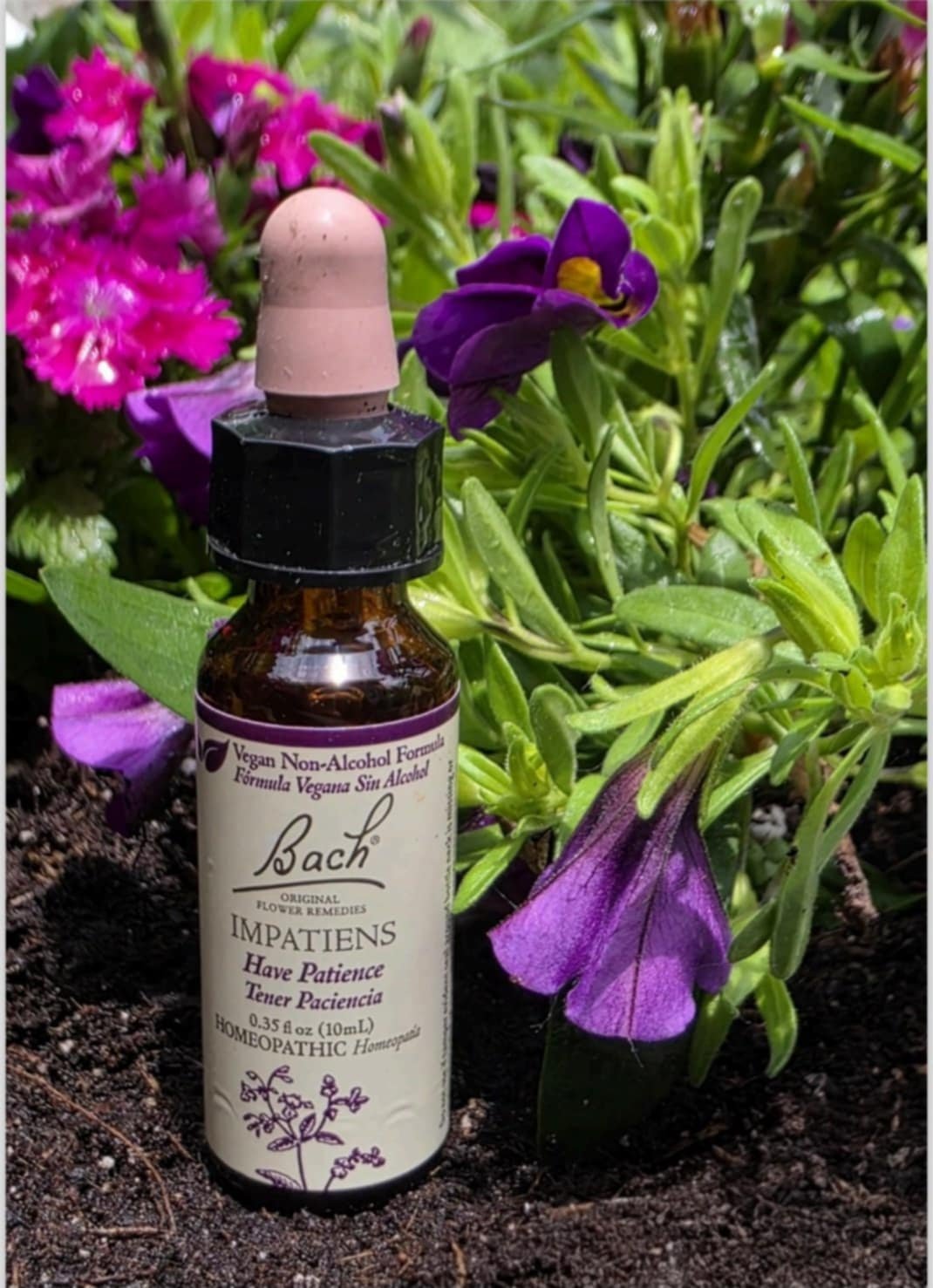 Impatiens flower remedy, helping restore calm and patience during moments of irritation or frustration.